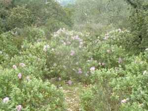 vegetation-pays-de-thau